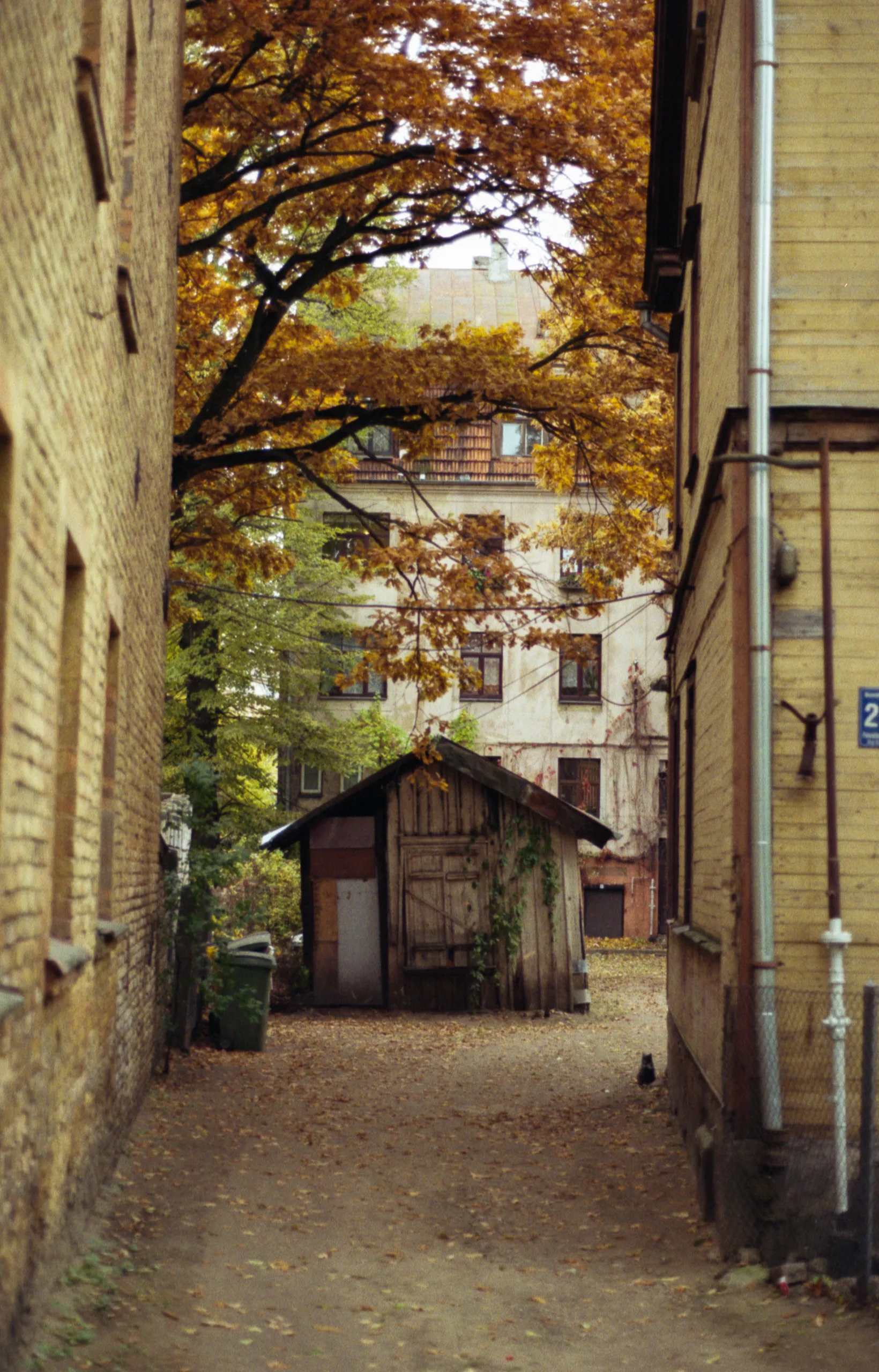 Film photograph taken on 8 November 2015